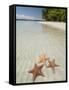 Starfish Beach, Bocas Del Drago, Isla Colon, Bocas Del Toro, Panama, Central America-null-Framed Stretched Canvas