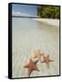 Starfish Beach, Bocas Del Drago, Isla Colon, Bocas Del Toro, Panama, Central America-null-Framed Stretched Canvas
