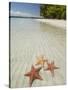 Starfish Beach, Bocas Del Drago, Isla Colon, Bocas Del Toro, Panama, Central America-null-Stretched Canvas