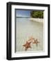 Starfish Beach, Bocas Del Drago, Isla Colon, Bocas Del Toro, Panama, Central America-null-Framed Premium Photographic Print