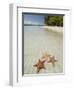 Starfish Beach, Bocas Del Drago, Isla Colon, Bocas Del Toro, Panama, Central America-null-Framed Premium Photographic Print