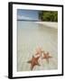 Starfish Beach, Bocas Del Drago, Isla Colon, Bocas Del Toro, Panama, Central America-null-Framed Premium Photographic Print