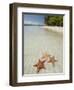 Starfish Beach, Bocas Del Drago, Isla Colon, Bocas Del Toro, Panama, Central America-null-Framed Photographic Print