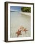 Starfish Beach, Bocas Del Drago, Isla Colon, Bocas Del Toro, Panama, Central America-null-Framed Photographic Print