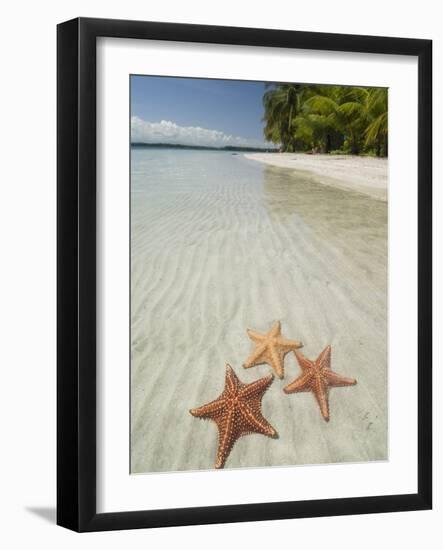 Starfish Beach, Bocas Del Drago, Isla Colon, Bocas Del Toro, Panama, Central America-null-Framed Photographic Print