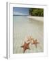 Starfish Beach, Bocas Del Drago, Isla Colon, Bocas Del Toro, Panama, Central America-null-Framed Photographic Print