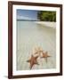 Starfish Beach, Bocas Del Drago, Isla Colon, Bocas Del Toro, Panama, Central America-null-Framed Photographic Print