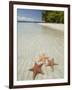 Starfish Beach, Bocas Del Drago, Isla Colon, Bocas Del Toro, Panama, Central America-null-Framed Photographic Print