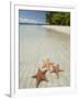 Starfish Beach, Bocas Del Drago, Isla Colon, Bocas Del Toro, Panama, Central America-null-Framed Photographic Print