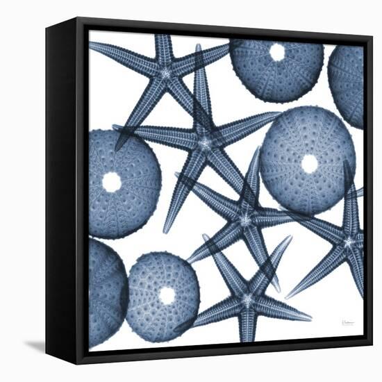 Starfish Blues-Albert Koetsier-Framed Stretched Canvas