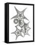 Starfish Bunch F149-Albert Koetsier-Framed Stretched Canvas