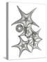 Starfish Bunch F149-Albert Koetsier-Stretched Canvas