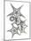 Starfish Bunch F149-Albert Koetsier-Mounted Art Print