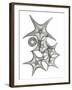 Starfish Bunch F149-Albert Koetsier-Framed Art Print