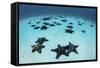 Starfish Cover the Sandy Seafloor Near Cocos Island, Costa Rica-Stocktrek Images-Framed Stretched Canvas