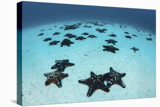 Starfish Cover the Sandy Seafloor Near Cocos Island, Costa Rica-Stocktrek Images-Stretched Canvas