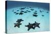 Starfish Cover the Sandy Seafloor Near Cocos Island, Costa Rica-Stocktrek Images-Stretched Canvas