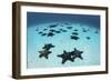 Starfish Cover the Sandy Seafloor Near Cocos Island, Costa Rica-Stocktrek Images-Framed Photographic Print