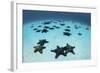 Starfish Cover the Sandy Seafloor Near Cocos Island, Costa Rica-Stocktrek Images-Framed Photographic Print