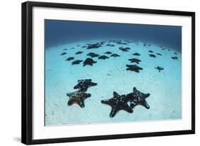 Starfish Cover the Sandy Seafloor Near Cocos Island, Costa Rica-Stocktrek Images-Framed Photographic Print