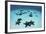 Starfish Cover the Sandy Seafloor Near Cocos Island, Costa Rica-Stocktrek Images-Framed Photographic Print