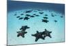 Starfish Cover the Sandy Seafloor Near Cocos Island, Costa Rica-Stocktrek Images-Mounted Photographic Print