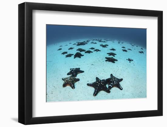 Starfish Cover the Sandy Seafloor Near Cocos Island, Costa Rica-Stocktrek Images-Framed Photographic Print