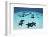 Starfish Cover the Sandy Seafloor Near Cocos Island, Costa Rica-Stocktrek Images-Framed Photographic Print