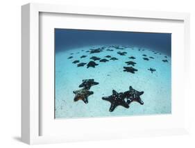 Starfish Cover the Sandy Seafloor Near Cocos Island, Costa Rica-Stocktrek Images-Framed Photographic Print