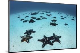 Starfish Cover the Sandy Seafloor Near Cocos Island, Costa Rica-Stocktrek Images-Mounted Photographic Print