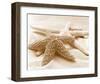 Starfish Family-null-Framed Art Print