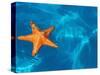 Starfish Floating on the Surface of the Ocean-Leslie Richard Jacobs-Stretched Canvas