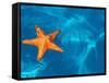 Starfish Floating on the Surface of the Ocean-Leslie Richard Jacobs-Framed Stretched Canvas