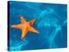 Starfish Floating on the Surface of the Ocean-Leslie Richard Jacobs-Stretched Canvas