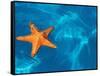 Starfish Floating on the Surface of the Ocean-Leslie Richard Jacobs-Framed Stretched Canvas