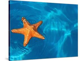 Starfish Floating on the Surface of the Ocean-Leslie Richard Jacobs-Stretched Canvas