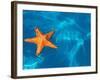 Starfish Floating on the Surface of the Ocean-Leslie Richard Jacobs-Framed Photographic Print