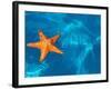 Starfish Floating on the Surface of the Ocean-Leslie Richard Jacobs-Framed Photographic Print