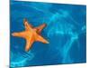 Starfish Floating on the Surface of the Ocean-Leslie Richard Jacobs-Mounted Photographic Print