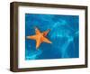 Starfish Floating on the Surface of the Ocean-Leslie Richard Jacobs-Framed Photographic Print