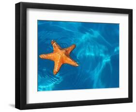 Starfish Floating on the Surface of the Ocean-Leslie Richard Jacobs-Framed Photographic Print