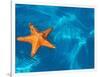 Starfish Floating on the Surface of the Ocean-Leslie Richard Jacobs-Framed Photographic Print