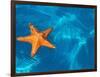 Starfish Floating on the Surface of the Ocean-Leslie Richard Jacobs-Framed Photographic Print