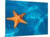 Starfish Floating on the Surface of the Ocean-Leslie Richard Jacobs-Mounted Photographic Print