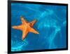 Starfish Floating on the Surface of the Ocean-Leslie Richard Jacobs-Framed Photographic Print