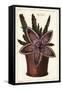 Starfish Flower or Carrion Plant, Stapelia Hirsuta Linn-The Younger Dupin-Framed Stretched Canvas