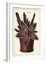 Starfish Flower or Carrion Plant, Stapelia Hirsuta Linn-The Younger Dupin-Framed Giclee Print