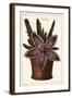 Starfish Flower or Carrion Plant, Stapelia Hirsuta Linn-The Younger Dupin-Framed Giclee Print