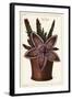 Starfish Flower or Carrion Plant, Stapelia Hirsuta Linn-The Younger Dupin-Framed Giclee Print