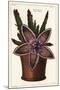Starfish Flower or Carrion Plant, Stapelia Hirsuta Linn-The Younger Dupin-Mounted Giclee Print